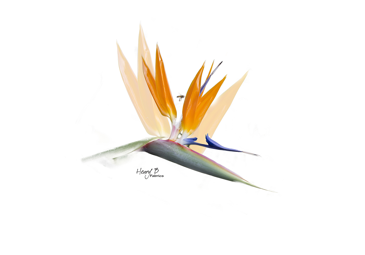 strelitzia-south-africa-1-placemat